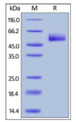 Human HVEM, Fc Tag on SDS-PAGE under reducing (R) condition. The gel was stained overnight with Coomassie Blue. The purity of the protein is greater than 95%.